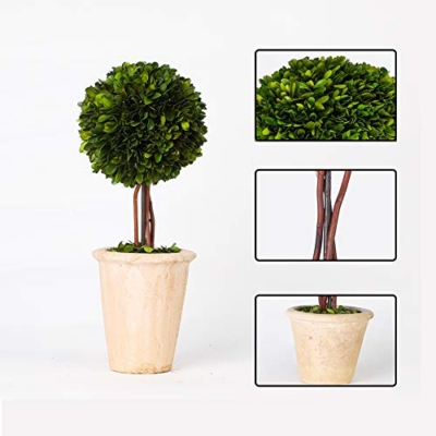 Product: BOXWOOD VALLEY Real Preserved Boxwood Evergreen Globe Tree Topiary in Terracotta Planter Green Plant for Home Decor (Single Ball Topiary, 16 inch Tall)