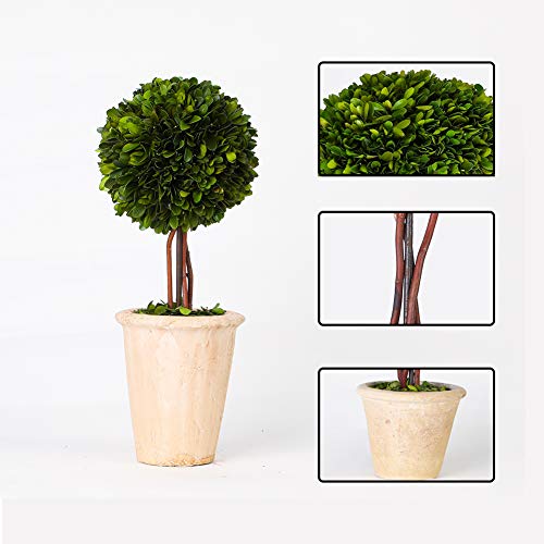 Product: BOXWOOD VALLEY Real Preserved Boxwood Evergreen Globe Tree Topiary in Terracotta Planter Green Plant for Home Decor (Single Ball Topiary, 16 inch Tall)