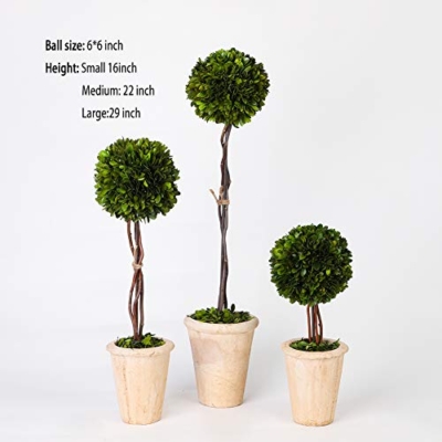 Product: BOXWOOD VALLEY Real Preserved Boxwood Evergreen Globe Tree Topiary in Terracotta Planter Green Plant for Home Decor (Single Ball Topiary, 16 inch Tall)