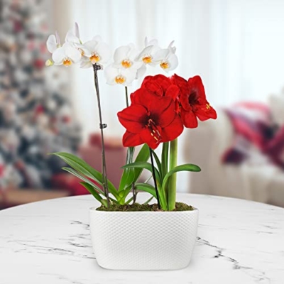Product: Just Add Ice Live Red and White Holiday Floral Centerpiece, Pure White Orchid and Red Amaryllis in White Ceramic Pottery, 10" Diameter - Classic Candy Cane Christmas Home Décor Arrangement, Live Plant