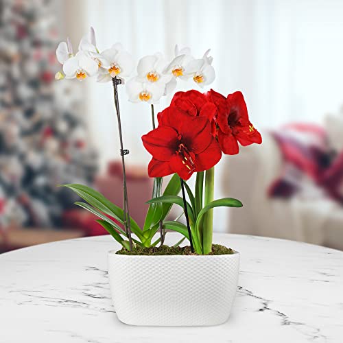 Product: Just Add Ice Live Red and White Holiday Floral Centerpiece, Pure White Orchid and Red Amaryllis in White Ceramic Pottery, 10" Diameter - Classic Candy Cane Christmas Home Décor Arrangement, Live Plant