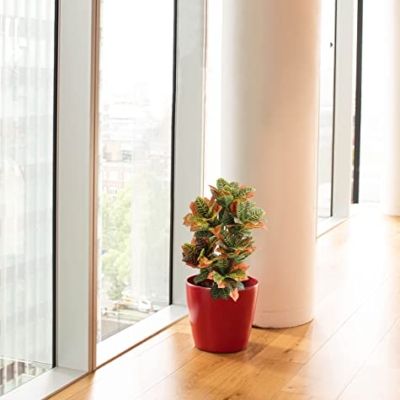 Product: momoplant Artificial Croton Plant, 39inch Faux Fiddle Leaf fig Tree, Artificial Trees for Home Decor, Ficus Lyrata Tree with Plastic Pot, Silk Plants for Home Decor Indoor
