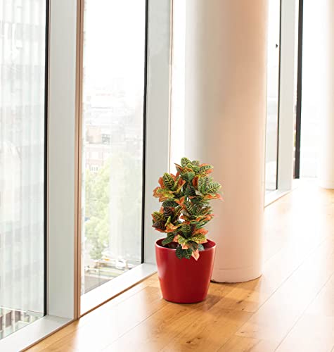 Product: momoplant Artificial Croton Plant, 39inch Faux Fiddle Leaf fig Tree, Artificial Trees for Home Decor, Ficus Lyrata Tree with Plastic Pot, Silk Plants for Home Decor Indoor