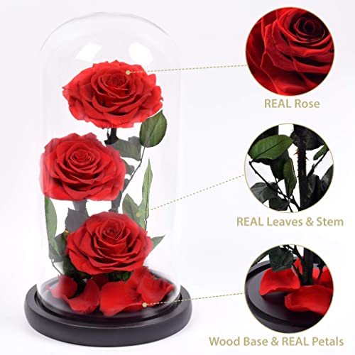 Silky Flower Store Preserved Real Rose Glass Dome, Rustic Stems Eternal Flower Gift, Luxury Decorative Floral Display 20.5cm 1 1 Product: RUSTIC STEMS Luxury Preserved Real Rose in Glass Dome - Eternal Flower Gift for Mom, Wife, Girlfriend | Perfect for Valentine's, Weddings, Birthdays & Christmas