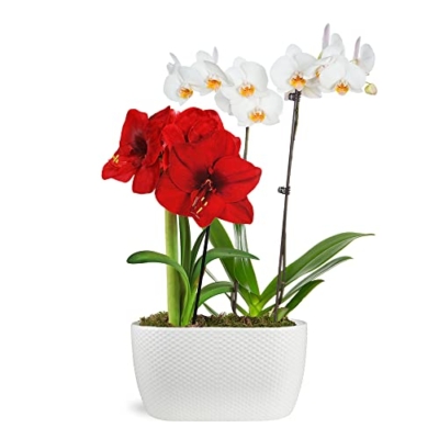 Product: Just Add Ice Live Red and White Holiday Floral Centerpiece, Pure White Orchid and Red Amaryllis in White Ceramic Pottery, 10" Diameter - Classic Candy Cane Christmas Home Décor Arrangement, Live Plant