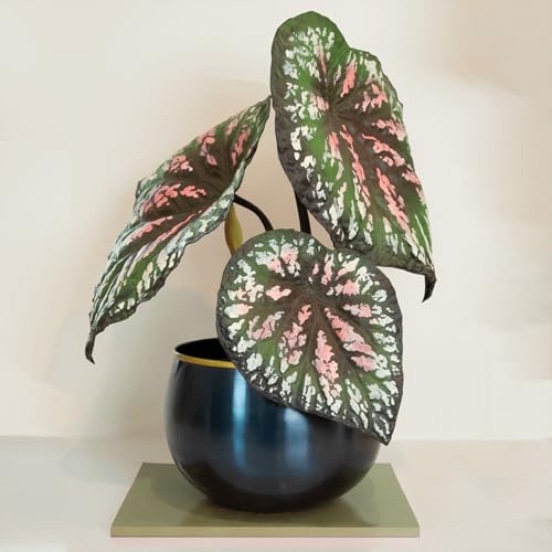 Product: VERT NOOK Painted Leaf Begonia Artificial Plant : Medium 21" H