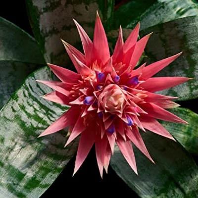 Silky Flower Store Aechmea Fasciata Silver Vase Bromeliad Live Plant, Rare Indoor Outdoor Tropical Houseplant, 6 Inch Pot 8 8 Product: Silver Vase Bromeliad - Live Plant in a 6 Inch Pot - Aechmea Fasciata - Rare Indoor Outdoor Tropical Houseplant