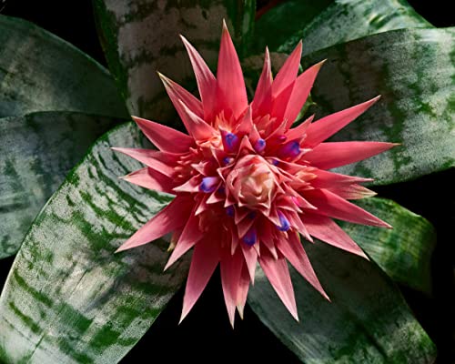 Silky Flower Store Aechmea Fasciata Silver Vase Bromeliad Live Plant, Rare Indoor Outdoor Tropical Houseplant, 6 Inch Pot 2 2 Product: Silver Vase Bromeliad - Live Plant in a 6 Inch Pot - Aechmea Fasciata - Rare Indoor Outdoor Tropical Houseplant