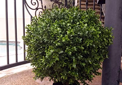 Product: 24" Tall 16” Round Artificial Topiary Ball Boxwood Trees (Set of 2) by Northwood Calliger | Highly Realistic Potted Shrubs for Indoor/Outdoor | UV Protected