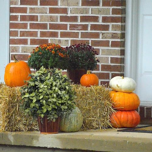 Silky Flower Store Artificial Boxwood Topiary Ball Trees, Outdoor Fall Decor Faux Shrubs, UV Resistant 2 Pack, 23in x 13in 7 7 Product: UNADRA 2-Pack Outdoor Fall Decor: Artificial Topiaries & Faux Boxwood Ball Trees for Front Porch - 23" Tall, 13" Diameter