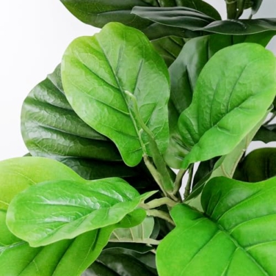 Product: 6FT Artificial Fiddle Leaf Fig Tree with Realistic Branch Leaves and Moss, Large Faux Ficus Lyrata Tree in Potted, 71 in Fake Tall Artificial Plants indoor for Décor at Home Living Room Office, 2 Pack