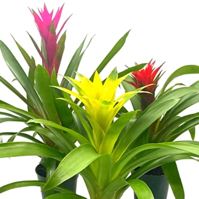 Product: BubbleBlooms Colorful Bromeliad Assortment, 4 inch Set of 3, Guzmania Variety