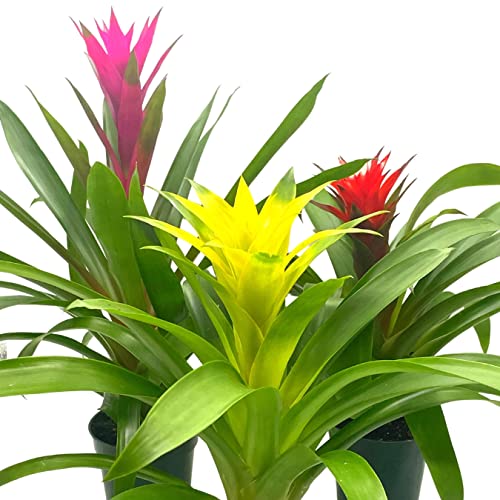 Product: BubbleBlooms Colorful Bromeliad Assortment, 4 inch Set of 3, Guzmania Variety