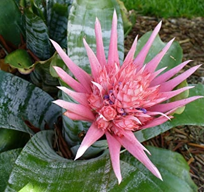 Silky Flower Store Aechmea Fasciata Silver Vase Bromeliad Live Plant, Rare Indoor Outdoor Tropical Houseplant, 6 Inch Pot 10 10 Product: Silver Vase Bromeliad - Live Plant in a 6 Inch Pot - Aechmea Fasciata - Rare Indoor Outdoor Tropical Houseplant
