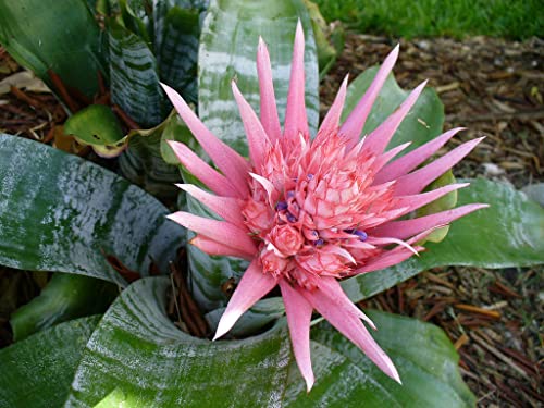 Silky Flower Store Aechmea Fasciata Silver Vase Bromeliad Live Plant, Rare Indoor Outdoor Tropical Houseplant, 6 Inch Pot 4 4 Product: Silver Vase Bromeliad - Live Plant in a 6 Inch Pot - Aechmea Fasciata - Rare Indoor Outdoor Tropical Houseplant