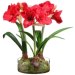 Product: 21.5" Hx24 W Silk Amaryllis Flower with Bulb, Skimmia & Sedum Arrangement w/Glass Vase -Red/Green