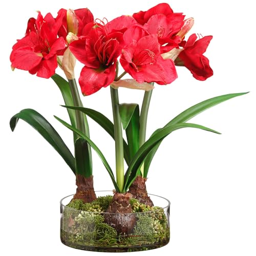 Product: 21.5" Hx24 W Silk Amaryllis Flower with Bulb, Skimmia & Sedum Arrangement w/Glass Vase -Red/Green