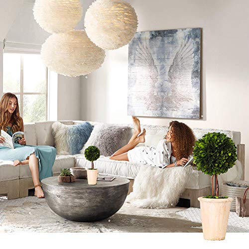 Product: BOXWOOD VALLEY Real Preserved Boxwood Evergreen Globe Tree Topiary in Terracotta Planter Green Plant for Home Decor (Single Ball Topiary, 16 inch Tall)