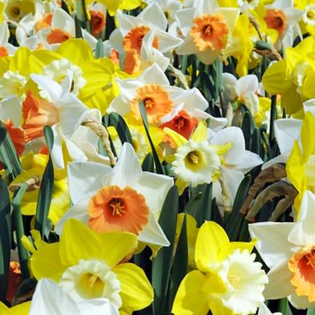Silky Flower Store Narcissus Daffodil Bulbs 100 Pack, White Yellow Flower Bulb Box, Easy Carry Handle, Spring Bloom 20.5cm 1 1 Product: 100 Narcissus Daffodil Mix Flower Bulb Box with Easy Carry Handle - White & Yellow Colors - Weeks of Easy to Grow Flowers - Plant in Gardens, Containers & Flowerbeds - Planting Instructions Included