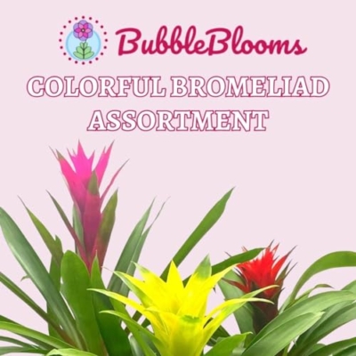 Product: BubbleBlooms Colorful Bromeliad Assortment, 4 inch Set of 3, Guzmania Variety