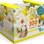 Product: 100 Narcissus Daffodil Mix Flower Bulb Box with Easy Carry Handle - White & Yellow Colors - Weeks of Easy to Grow Flowers - Plant in Gardens, Containers & Flowerbeds - Planting Instructions Included
