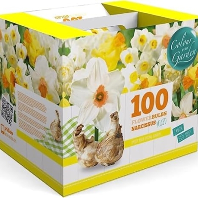 Product: 100 Narcissus Daffodil Mix Flower Bulb Box with Easy Carry Handle - White & Yellow Colors - Weeks of Easy to Grow Flowers - Plant in Gardens, Containers & Flowerbeds - Planting Instructions Included