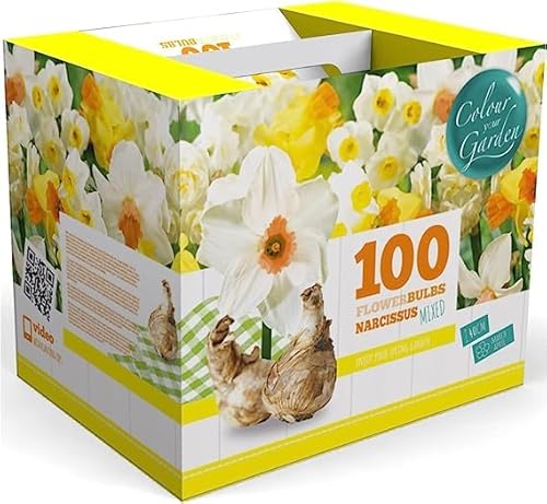100 Narcissus Daffodil Mix Flower Bulb Box with Easy Carry Handle - White & Yellow Colors - Weeks of Easy to Grow Flowers - Plant in Gardens, Containers & Flowerbeds - Planting Instructions Included - Artificial Flower Arrangements Product: 100 Narcissus Daffodil Mix Flower Bulb Box with Easy Carry Handle - White & Yellow Colors - Weeks of Easy to Grow Flowers - Plant in Gardens, Containers & Flowerbeds - Planting Instructions Included