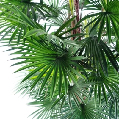 Product: Leaf Large Artificial Tree, 120cm Fan Palm
