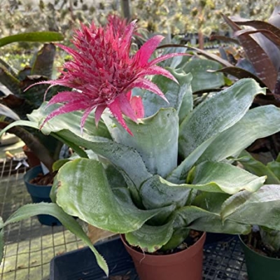 Silky Flower Store Aechmea Fasciata Silver Vase Bromeliad Live Plant, Rare Indoor Outdoor Tropical Houseplant, 6 Inch Pot 11 11 Product: Silver Vase Bromeliad - Live Plant in a 6 Inch Pot - Aechmea Fasciata - Rare Indoor Outdoor Tropical Houseplant