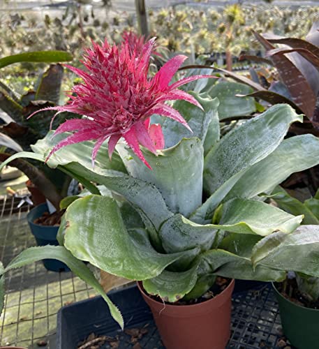 Silky Flower Store Aechmea Fasciata Silver Vase Bromeliad Live Plant, Rare Indoor Outdoor Tropical Houseplant, 6 Inch Pot 5 5 Product: Silver Vase Bromeliad - Live Plant in a 6 Inch Pot - Aechmea Fasciata - Rare Indoor Outdoor Tropical Houseplant