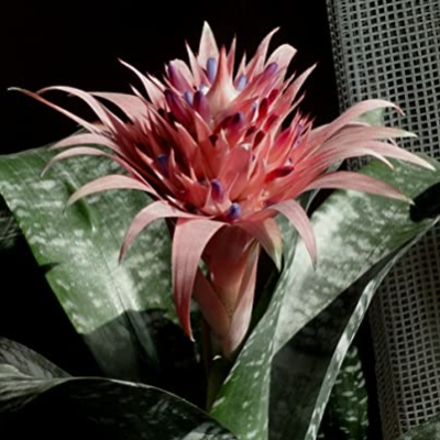 Silky Flower Store Aechmea Fasciata Silver Vase Bromeliad Live Plant, Rare Indoor Outdoor Tropical Houseplant, 6 Inch Pot 9 9 Product: Silver Vase Bromeliad - Live Plant in a 6 Inch Pot - Aechmea Fasciata - Rare Indoor Outdoor Tropical Houseplant