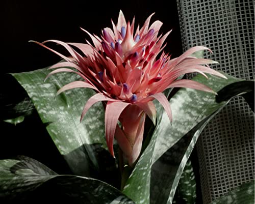 Silky Flower Store Aechmea Fasciata Silver Vase Bromeliad Live Plant, Rare Indoor Outdoor Tropical Houseplant, 6 Inch Pot 3 3 Product: Silver Vase Bromeliad - Live Plant in a 6 Inch Pot - Aechmea Fasciata - Rare Indoor Outdoor Tropical Houseplant