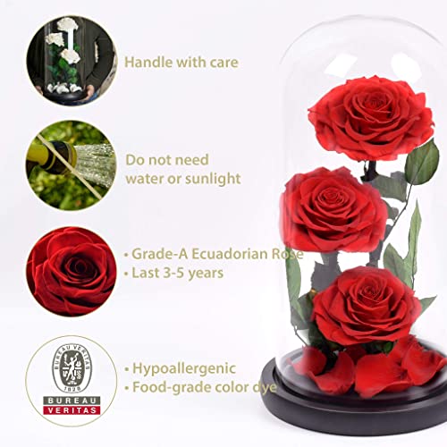 Silky Flower Store Preserved Real Rose Glass Dome, Rustic Stems Eternal Flower Gift, Luxury Decorative Floral Display 20.5cm 2 2 Product: RUSTIC STEMS Luxury Preserved Real Rose in Glass Dome - Eternal Flower Gift for Mom, Wife, Girlfriend | Perfect for Valentine's, Weddings, Birthdays & Christmas