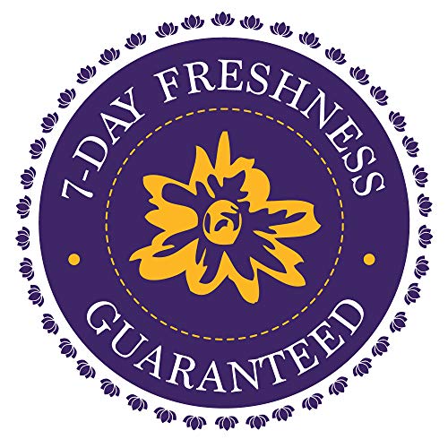 Silky Flower Store Purple Roses Bouquet, Fresh Flowers Fall Collection, Prime Next Day Delivery, Decorative Floral Arrangement 12 Stems 7 7 Product: KaBloom PRIME NEXT DAY DELIVERY - Fall Collection - Bouquet of 12 Fresh Purple Roses Fresh.Gift for Birthday, Sympathy, Anniversary, Get Well, Thank You, Valentine, Mother’s Day Fresh Flowers