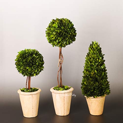 Product: BOXWOOD VALLEY Real Preserved Boxwood Evergreen Globe Tree Topiary in Terracotta Planter Green Plant for Home Decor (Single Ball Topiary, 16 inch Tall)