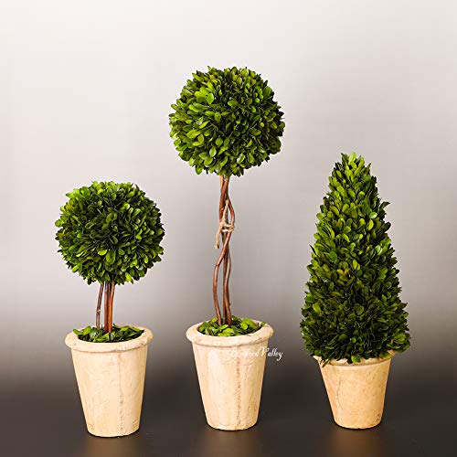 Product: BOXWOOD VALLEY Real Preserved Boxwood Evergreen Globe Tree Topiary in Terracotta Planter Green Plant for Home Decor (Single Ball Topiary, 16 inch Tall)