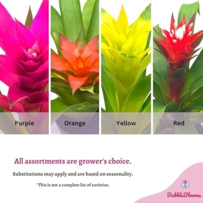 Product: BubbleBlooms Colorful Bromeliad Assortment, 4 inch Set of 3, Guzmania Variety