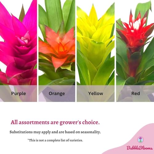Product: BubbleBlooms Colorful Bromeliad Assortment, 4 inch Set of 3, Guzmania Variety