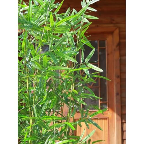 Silky Flower Store Tall Artificial Bamboo Stalks with Leaves, Faux Bamboo Privacy Screen, Indoor Outdoor Greenery, 10 Pieces, 10pcs 3 3 Product: Tall Artificial Bamboo Stalks with Leaves,Faux Bamboo Trees Plants Privacy Screen for Home Office Shop Indoor Outdoor Vase Decor,10pieces