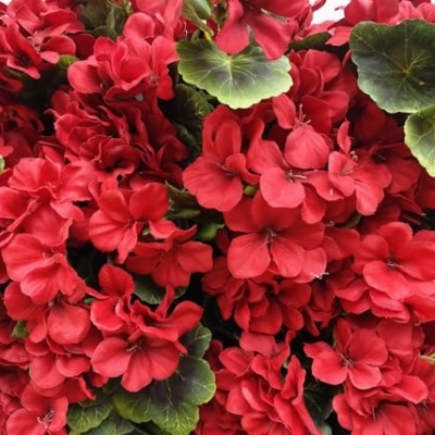 Product: Dophinena Pack of 12 - Artificial Geraniums Bundles Full Blooms Silk Flower Plants Geranium Bush Red Color for Home Garden Wedding Indoor Outdoor Decor (Red - Pack of 12)