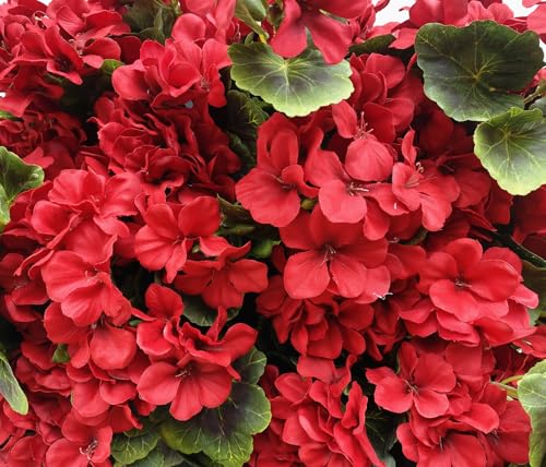 Product: Dophinena Pack of 12 - Artificial Geraniums Bundles Full Blooms Silk Flower Plants Geranium Bush Red Color for Home Garden Wedding Indoor Outdoor Decor (Red - Pack of 12)