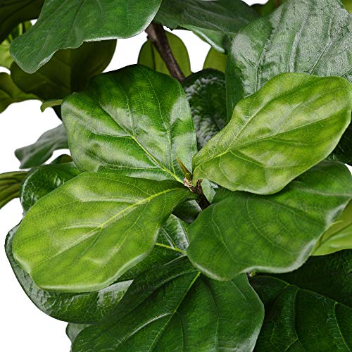 Silky Flower Store Faux Fiddle Leaf Fig Tree, Vickerman Artificial Indoor Decor, Green Silk Plant, 10ft Tall 2 2 Product: Vickerman Everyday Faux Fiddle Leaf Fig Tree 10ft Tall Green Silk Artificial Indoor Fiddle Plant With 184 Large Fiddle Leaves Single Stem Home Office Decor