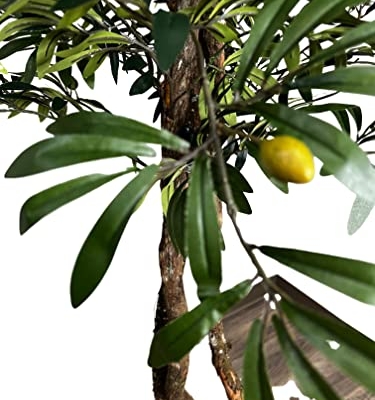 Silky Flower Store Artificial Mediterranean Olive Tree, Cypress & Alabaster Handmade Real Wood Trunks, Hypoallergenic Green, 6.5ft 15 15 Product: Cypress & Alabaster Handmade 6.5ft Mediterranean Olive Artificial Tree with Ethically Sourced Real Wood Trunks, Hypoallergenic, 6.5-Foot, Green