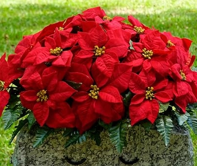 Silky Flower Store Artificial Cemetery Flowers, Red Poinsettia Headstone Saddle, Weatherproof Memorial Decor 2-3+ Months, 32.5cm 16 16 Product: Sympathy Silks Artificial Cemetery Flowers - Winter Memorial Flowers - Christmas Poinsettias - Red Poinsettias Saddle for Headstone