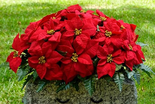 Silky Flower Store Artificial Cemetery Flowers, Red Poinsettia Headstone Saddle, Weatherproof Memorial Decor 2-3+ Months, 32.5cm 7 7 Product: Sympathy Silks Artificial Cemetery Flowers - Winter Memorial Flowers - Christmas Poinsettias - Red Poinsettias Saddle for Headstone