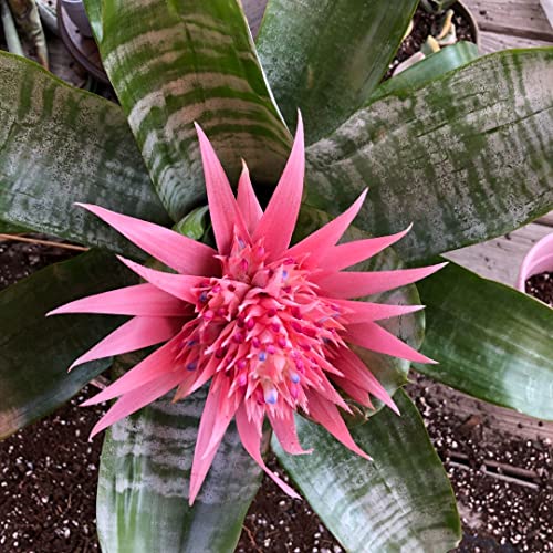 Silky Flower Store Aechmea Fasciata Silver Vase Bromeliad Live Plant, Rare Indoor Outdoor Tropical Houseplant, 6 Inch Pot 1 1 Product: Silver Vase Bromeliad - Live Plant in a 6 Inch Pot - Aechmea Fasciata - Rare Indoor Outdoor Tropical Houseplant