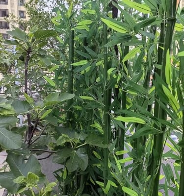 Silky Flower Store Large Artificial Bamboo Tree, Fake Silk Faux Decor, 10 Pack, Indoor Outdoor Greenery, 3ft 6.5ft 15 15 Product: Large Artificial Bamboo Plants Trees Outdoor Indoor 3ft 4ft 5ft 6ft 6.5ft Tall, Fake Bamboo Silk Faux Tree DIY Decor with Leaves for Garden Fence Privacy Screen Courtyard Entrance ( Color : 10 pack ,