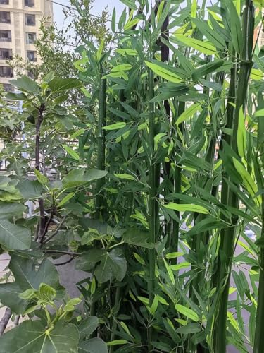 Silky Flower Store Large Artificial Bamboo Tree, Fake Silk Faux Decor, 10 Pack, Indoor Outdoor Greenery, 3ft 6.5ft 6 6 Product: Large Artificial Bamboo Plants Trees Outdoor Indoor 3ft 4ft 5ft 6ft 6.5ft Tall, Fake Bamboo Silk Faux Tree DIY Decor with Leaves for Garden Fence Privacy Screen Courtyard Entrance ( Color : 10 pack ,