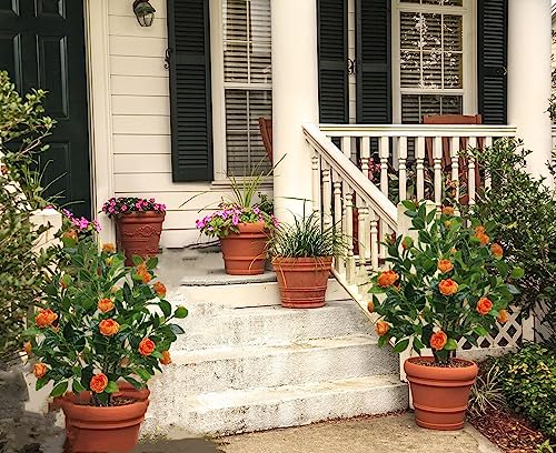 Product: ECOFOREST Artificial Camellia Tree 35in Faux Floral Plant with Red Flowers and Green Leaves - No Maintenance Indoor Outdoor Office Home Porch Decor Housewarming Gift(1 Pack - RED)