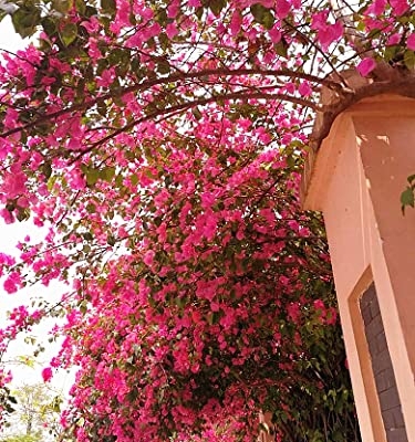 Silky Flower Store Artificial Bougainvillea Silk Flower Branches, Hot Pink Floral Decor, Bulk 40Pcs 45cm 11 11 Product: 40Pcs in Bulk Artificial Bougainvillea Silk Flowers Branches Long Plant Stems 45" for Wedding Centerpieces, Bussiness Decoration Project, Indoor & Outdoor Decoration (Hot Pink - 40Pcs)